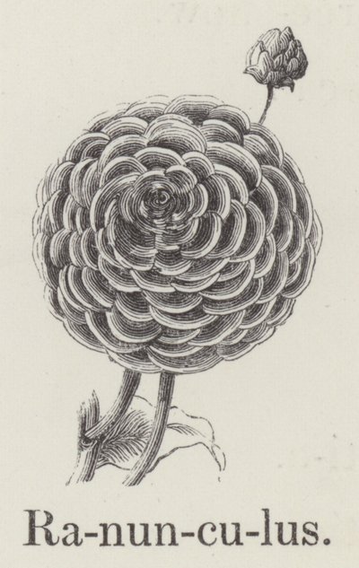 Ranunculus (gravering) av English School
