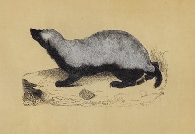 Ratel (fargelitografi) av English School