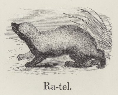 Ratel (gravering) av English School