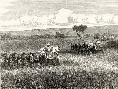 Reaping in South Adelaide, ca. 1880, fra 