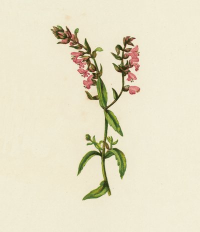 Rød Bartsia, Bartsia Odontites (farge litho) av English School