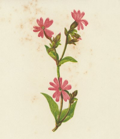 Rødsoksalmon, Lychnis Dioica (fargelitografi) av English School