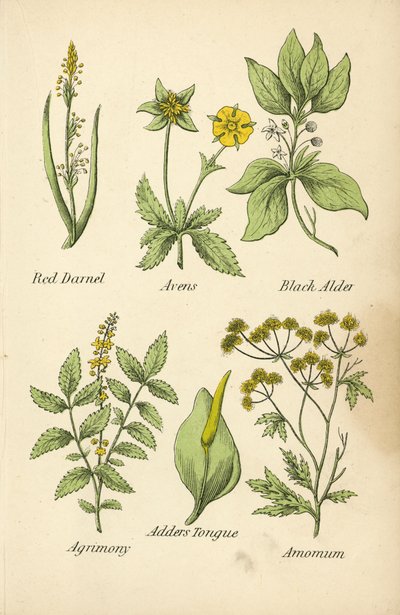 Rød gjedde, skjære, svartor, agrimony, huggormtunge, amomum (fargelitografi) av English School
