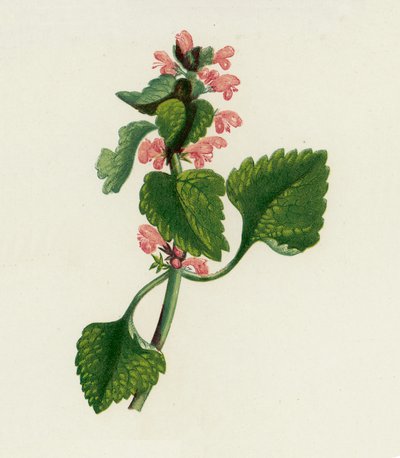 Red Dead Brennesle, Lamium Purpureum (farge litho) av English School