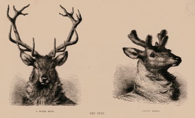 Rothirsch von English School