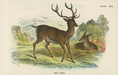 Rød hjort av English School