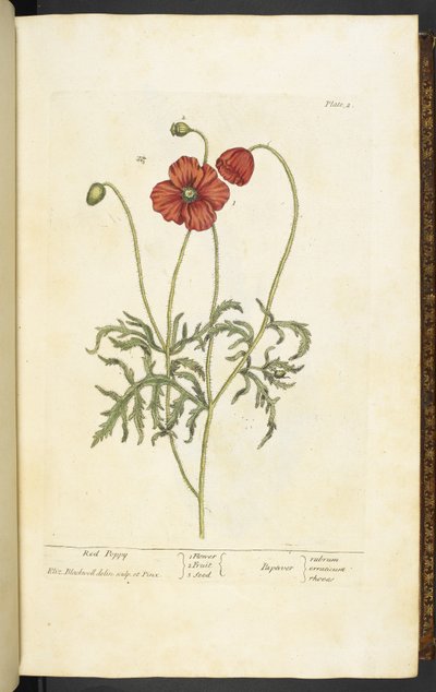 Red Poppy, plate 2 fra 