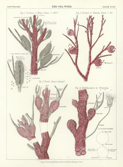 Rød Sea-Weed av English School