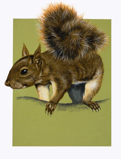 Rød ekorn (gouache på papir) av English School