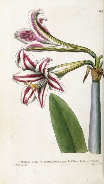 Rød- og hvitstripet lilje, 1799-1810 av English School