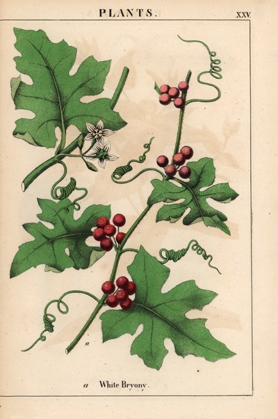 Rød bryony med røde bær. Bryonia dioica   , fra "The Instructive Picturebook, or Lessons from the Vegetable World," [Charlotte Mary Yonge], Edinburgh av English School