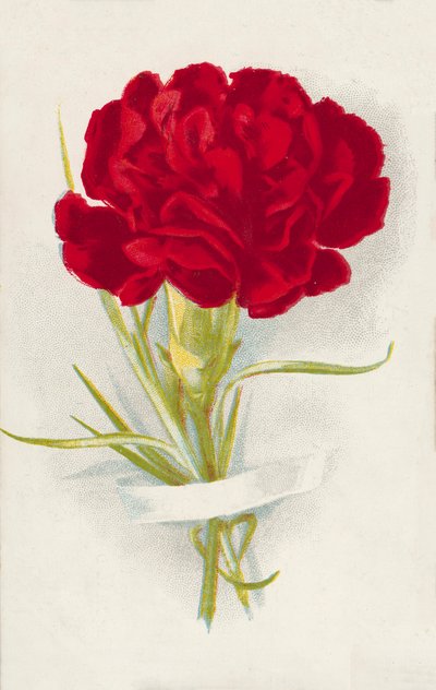 Rød nellik (chromolitho) av English School