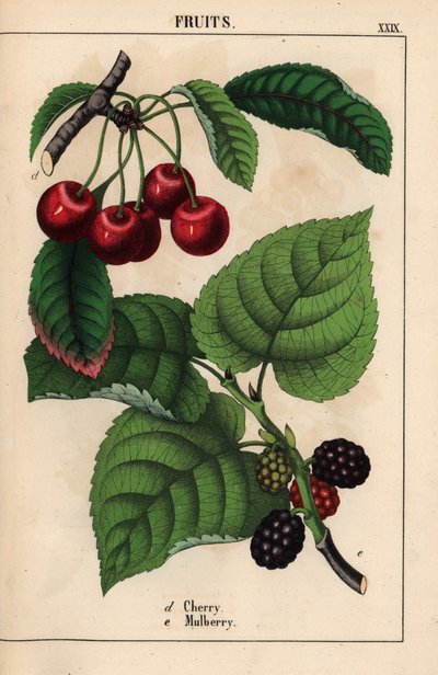 Røde kirsebær og morbærfrukt   , fra "The Instructive Picturebook, or Lessons from the Vegetable World," [Charlotte Mary Yonge], Edinburgh av English School