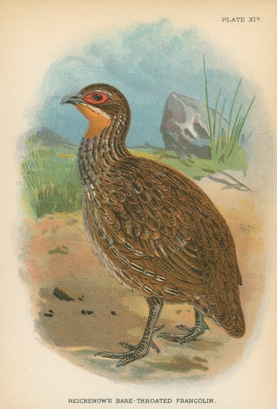 Reichenows barhalsede Francolin av English School