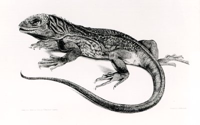 Reptil, illustrasjon fra 
