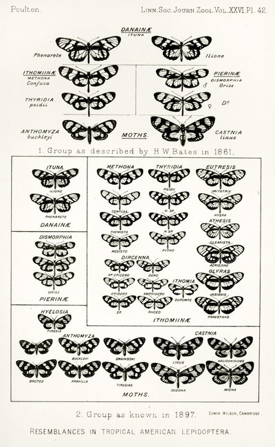 Likheter i tropiske amerikanske lepidoptera, illustrasjon fra The Hope Reports, Vol. II, 1897-1900., redigert av Edward B. Poulton, Oxford, 1901 av English School