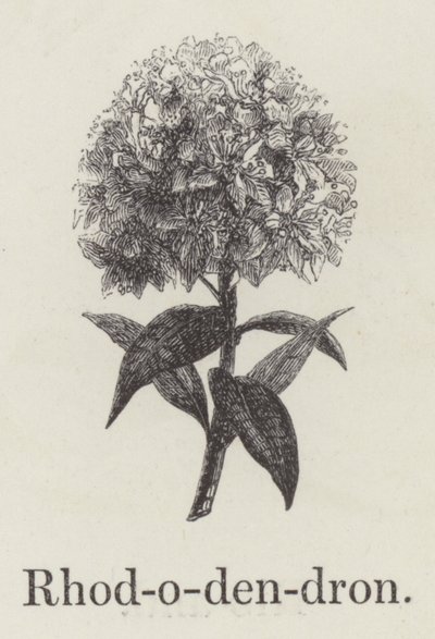 Rhododendron (gravering) av English School