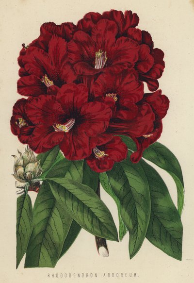 Rhododendron arboreum av English School