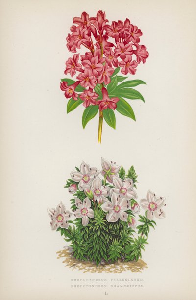 Rhododendron Ferrugineum; Rhododendron Chamaecistus (fargelitografi) av English School
