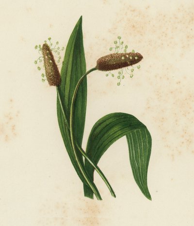 Ribburt Groblad, Plantago Lanceolata (farge litho) av English School