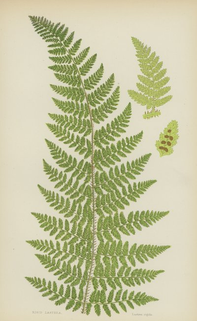 Rigid Lastrea (farge litho) av English School