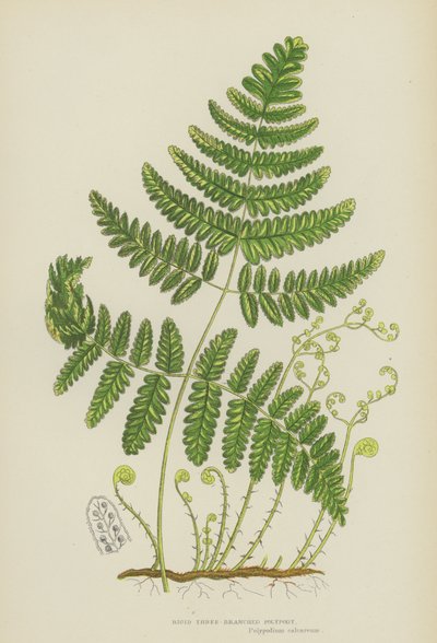Stiv tre-grenet polypodie (farge litho) av English School