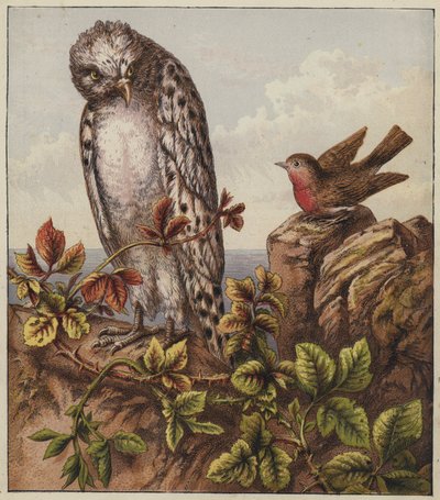 Robins julesang (fargelitografi) av English School