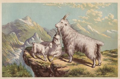 Rocky Mountain Ziege, Aplocerus Montanus von English School