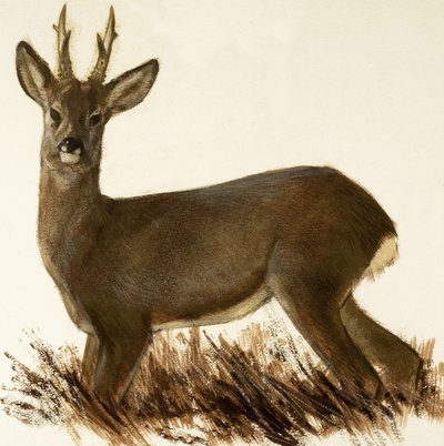 Reh von English School