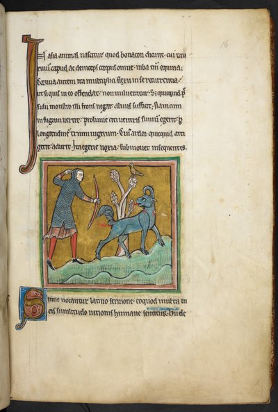 Kongelig 12 F.XIII, f.16   En jeger som skyter en pil mot et dyr.  Bestiary (ff. 3-141), Lapidary (ff. 141v-149)  2. kvartal av 1200-tallet av English School