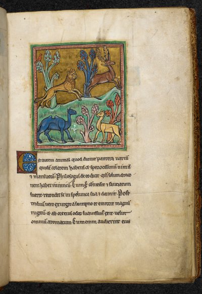 Kongelig 12 F.XIII, f.7 Leopard som jager en hjort, med en kamel og et annet dyr.  fra Bestiary (ff. 3-141), Lapidary (ff. 141v-149)  2. kvartal av 1200-tallet av English School