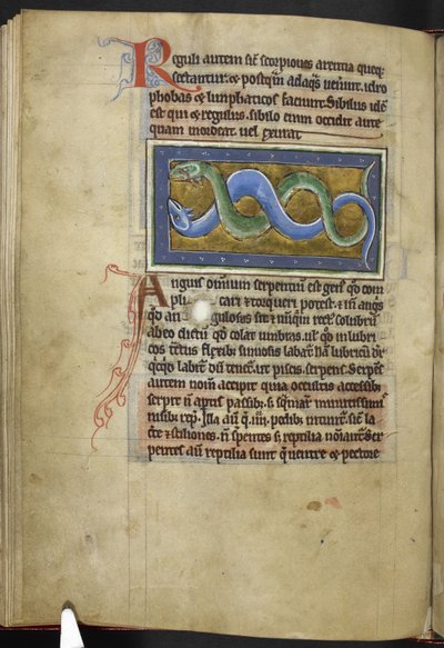 Royal MS 12 C XIX, f.63v Anguis, fra 