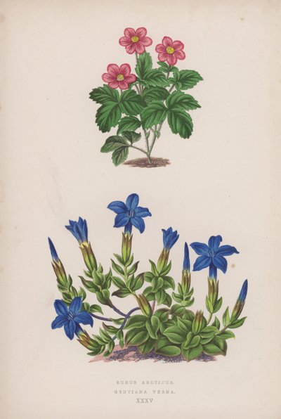 Rubus Arcticus; Gentiana Verna (farge litho) av English School