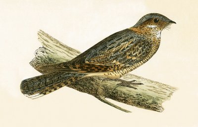 Russet Necked Nightjar, illustrasjon fra 