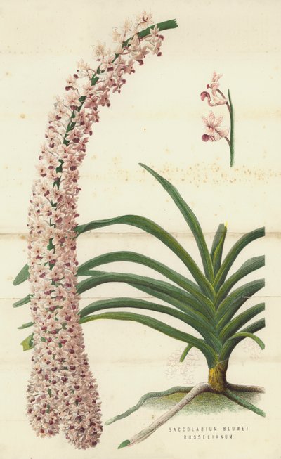 Saccolabium Blumei Russelianum (chromolitho) av English School