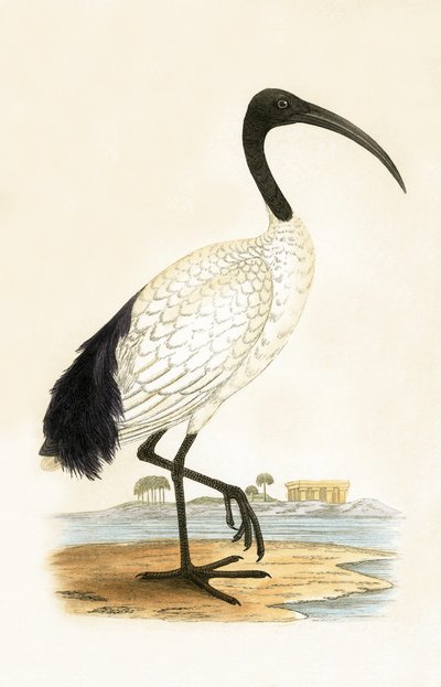 Sacred Ibis, illustrasjon fra 
