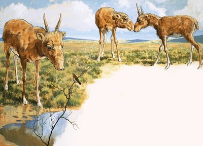 Saiga antilope av English School