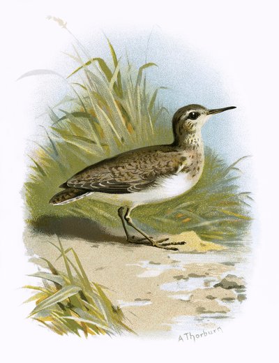 Sandpiper av English School
