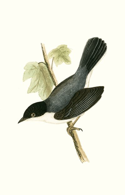 Sardinian Warbler, illustrasjon fra 