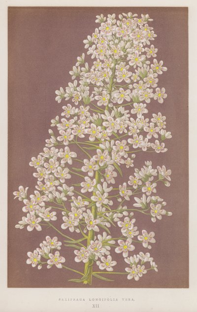 Saxifraga Longifolia Vera (farge litho) av English School
