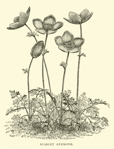Scarlet Anemone av English School