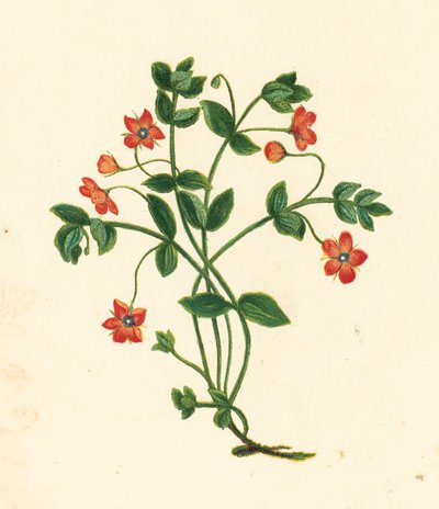 Scarlet Pimpernel, Anagallis Arvensis (farge litho) av English School