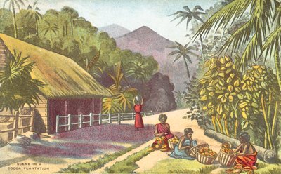 Scene i en kakaoplantasje (farge litho) av English School