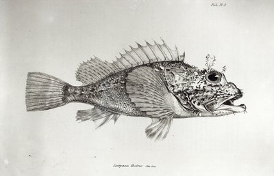Scorpion Fish, plate 8 fra 