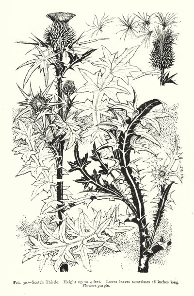 Scotch Thistle; Høyde opp til 4 fot; Nedre blader noen ganger 18 tommer lange; Blomster lilla (gravering) av English School