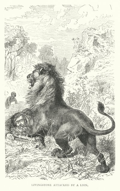 Den skotske misjonæren David Livingstone angrepet av en løve i Afrika (gravering) av English School