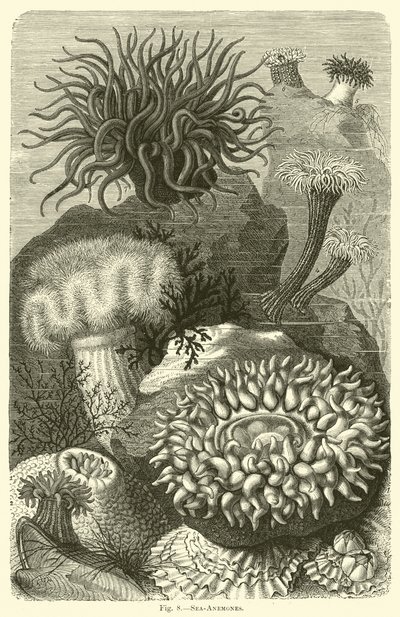 Sjøanemoner av English School