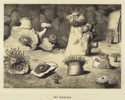Sjøanemoner av English School