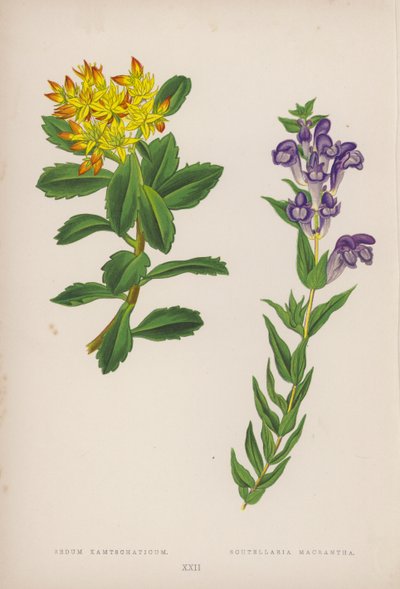 Sedum Kamtschaticum; Scutellaria Macrantha (fargelitografi) av English School
