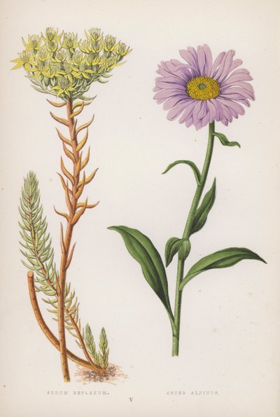 Reflekssete; Alpine Aster (farge litho) av English School